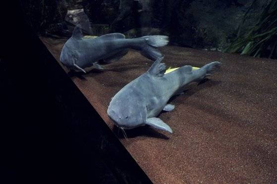 종어는 1970년대 이후 개체 수가 줄어 국내에서 멸종된 것으로 여겨지는 절멸종이다.