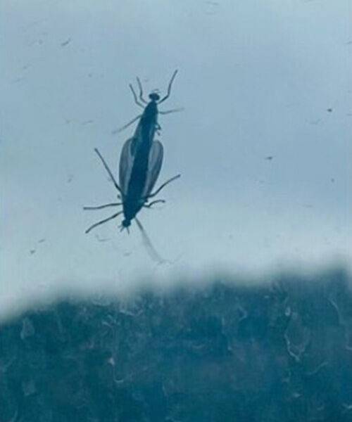 서울 은평·서대문구, 경기 고양시 등지에 이른바 '러브 버그'라 불리는 벌레 떼가 출몰해 주민들이 불편을 겪고 있다. 사진은 '러브 버그' 모습. (사진=독자 제공, 연합뉴스)