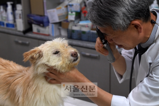 유기견 진료하는 수의사 - 지난달 대구의 한 동물병원에서 수의사가 유기견의 건강 상태를 살피고 있다. 오장환 기자