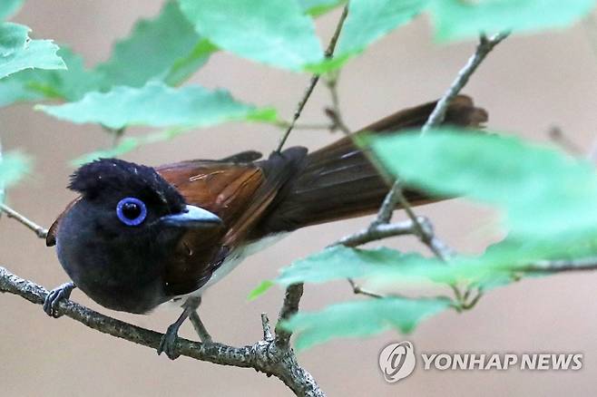 나뭇가지에 앉은 긴꼬리딱새 암컷 (포항=연합뉴스) 손대성 기자 = 지난달 29일 경북 포항 야산에서 환경부 멸종위기 야생생물 2급인 긴꼬리딱새(삼광조) 암컷이 나뭇가지에 앉아 있다.
    새끼 긴꼬리딱새는 지난 2일 다 자라서 둥지를 떠났다. 2022.7.4