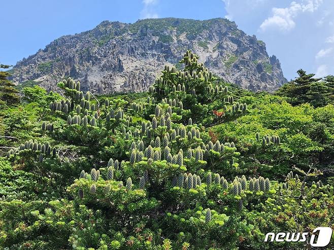 한라산 구상나무(제주도 제공) © 뉴스1