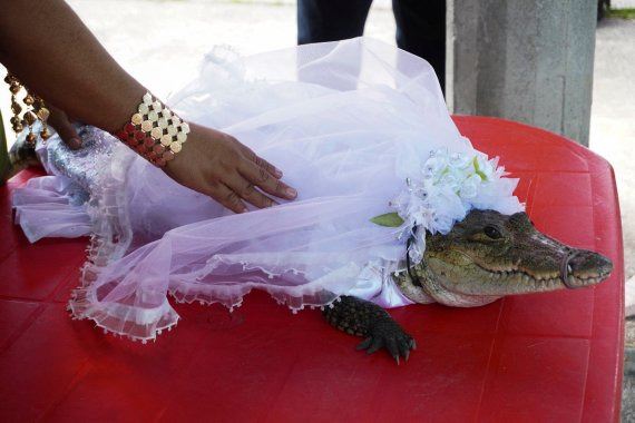 A woman touches a seven-year-old alligator dressed as bride for a traditional ritual marriage, likely dates back centuries to pre-Hispanic times, between the San Pedro Huamelula Mayor Victor Hugo Sosa and the reptile that depicts a princess, as a prayer to plead for nature's bounty, in San Pedro Huamelula, in Oaxaca state, Mexico June 30, 2022. /사진=뉴스1 외신화상