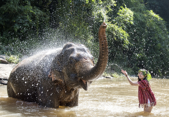 하나투어가 동물학대 프로그램이 포함된 여행상품을 판매하지 않기로 했다. 사진은 태국 치앙마이 코끼리와의 하루 일정 중 강에서 물놀이하는 모습. /사진=하나투어