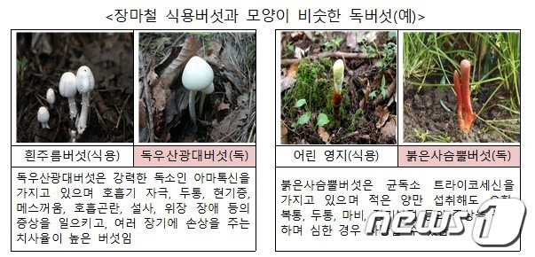 장마철 식용버섯과 모양이 비슷한 독버섯 (식품의약품안전처 제공) © 뉴스1