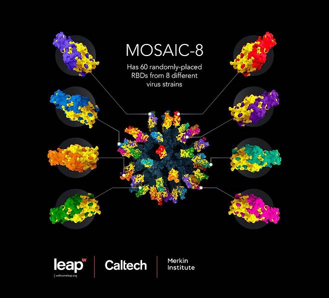 파멜라 비어크만 교수와 그 연구진이 만든 코로나 바이러스 범용 백신 '모자이크8' 구조도. /칼텍 제공