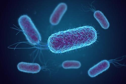 인간과 동물의 장에서 흔히 발견되는 대장균(E. coli) 이미지 [미국 신시내티대 제공. 재판매 및 DB 금지]
