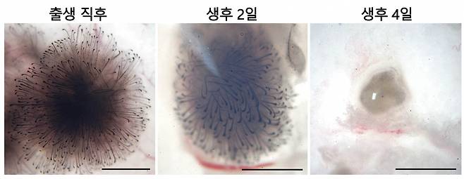 [자료2] 생후 0~4일째 섬유아세포 모습 비교. 섬유아세포는 생후 4일 만에 모낭 재생능력을 완전히 잃고 세포덩어리 형태로 변했다.