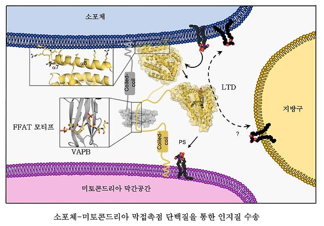 미토콘드리아와 소포체 간 인지질 수송 원리 [울산과학기술원 제공. 재판매 및 DB 금지]