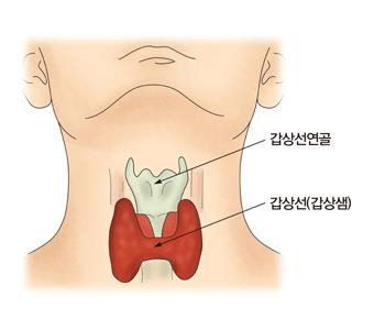 갑상선 [출처: 서울아산병원]