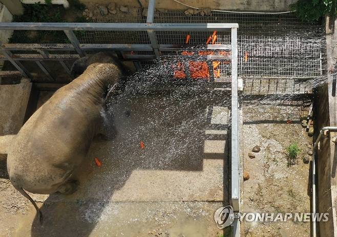 물 줄기 맞으며 더위 잊는 코끼리 (광주=연합뉴스) 박철홍 기자 = 연일 폭염이 이어진 7일 오전 광주 북구 우치공원 동물원에서 코끼리가 물 줄기 아래에서 더위를 잊고 있다. 2022.7.7 pch80@yna.co.kr