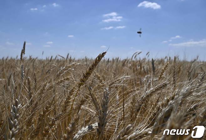 우크라이나 밀밭 <자료사진> © AFP=뉴스1