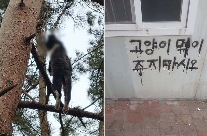 2019년 8월부터 포항 한동대학교 교내에서는 고양이 7~10마리가 잔혹하게 살해당하거나 학대 당한 흔적이 발견됐다. 교내 컨테이너 건물에는 ‘고양이에게 먹이를 주지 말라’는 경고문도 쓰여졌다. 동물권행동 카라 제공