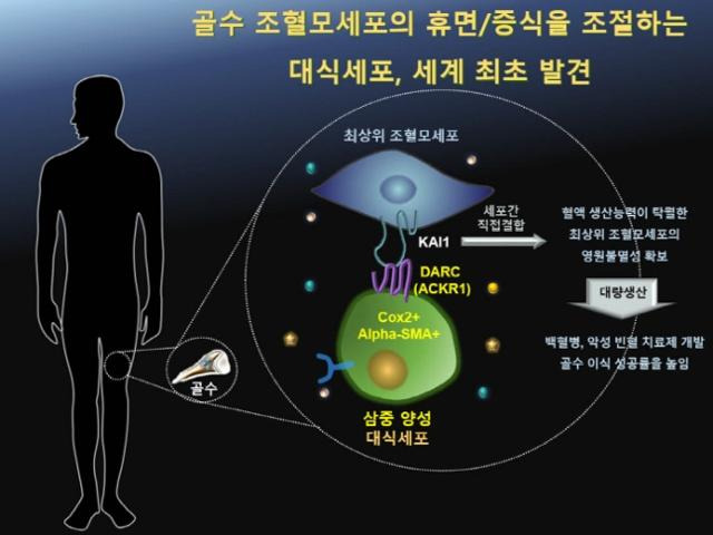 김효수·권유욱 서울대병원 교수팀이 골수 조혈모세포의 휴면·증식 조절하는 대식세포를 발견했다. 서울대병원 제공