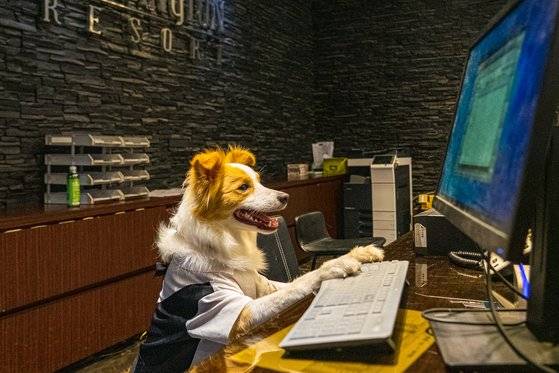 켄싱턴리조트 충주의 정식 직원인 보더 콜리 ‘케니’. 국내 최초의 반려견 호텔리어다. 현재 리조트에서 부총지배인으로 근무 중이다.