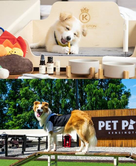 생후 4개월 무렵의 케니(위 사진)와 지금의 모습. 1년 만에 16㎏의 대형견으로 성장했다. 사진 켄싱턴리조트, 백종현 기자