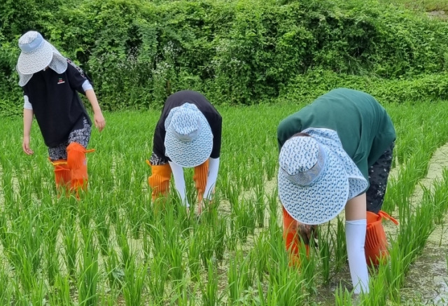 이화여대 학생들이 6월 전북 남원시 산내면에서 농촌 봉사 활동에 참여하고 있다. 사진 제공=이화여대 학생자치단체 라이트나우