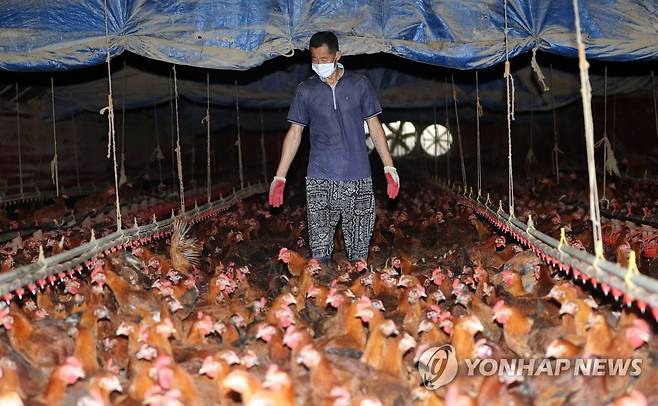 닭 상태 확인하는 농민 (진천=연합뉴스) 천경환 기자 = 6일 오후 진천군 진천읍의 한 양계장에서 한 농민이 닭들의 상태를 확인하고 있다. 2022.7.6 kw@yna.co.kr