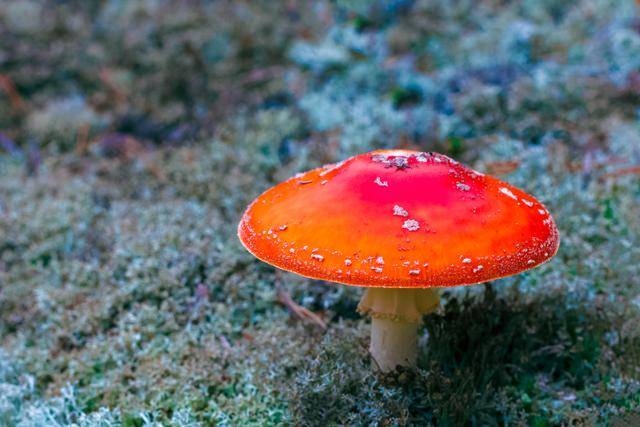 화려한 색상과 함께 독성을 가진 무스카리아버섯. 게티이미지뱅크