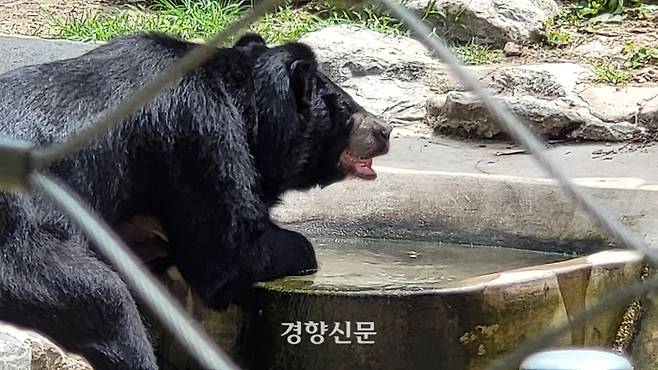 충북 청주동물원 반달가슴곰 사육장에서 지난 7일 오전 반달이가 더위를 식히기 위해 물을 마시고 있다.