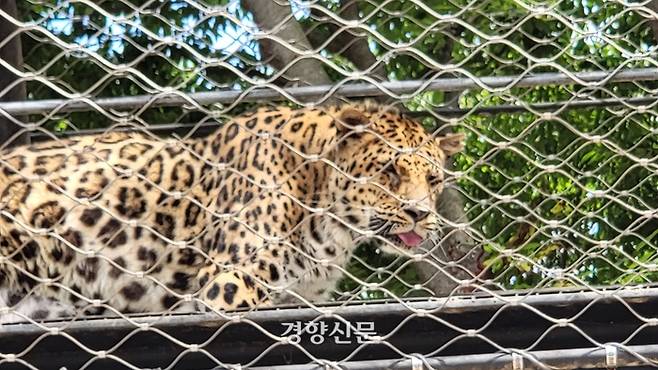 충북 청주동물원에서 사육 중인 표범 직지가 지난 7일 더위를 피하려고 사육장과 실내 사육장을 오가는 이동통로에서 쉬고 있다.