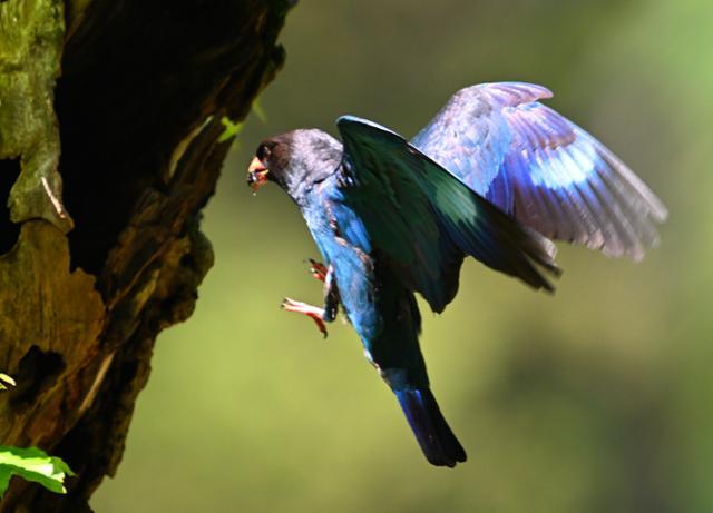 파랑새 한 마리가 새끼들에게 줄 먹이를 물고 둥지로 날아들고 있다.