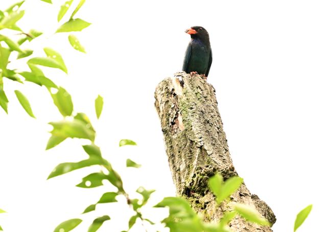 여름 철새인 파랑새 한 마리가 먹이를 물고 둥지 근처 나무에 앉아서 주변을 살피고 있다. 가만히 앉아 있을 때는 검은색이지만 날개를 활짝 펴고 날아오르는 순간 황홀한 파란색 날개가 찬란하게 빛난다.