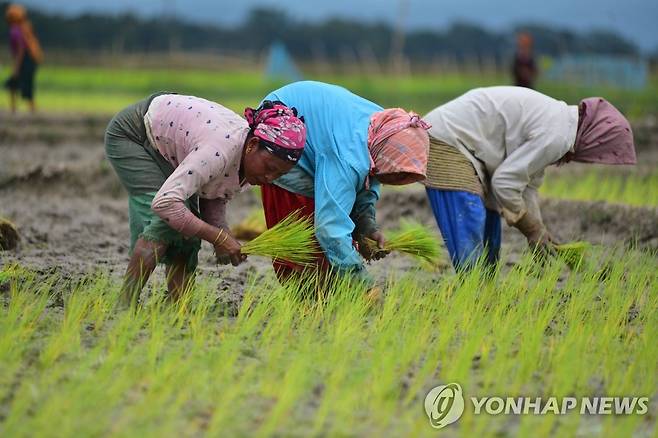 3일 인도의 한 모내기 현장 [신화 연합뉴스 자료사진]