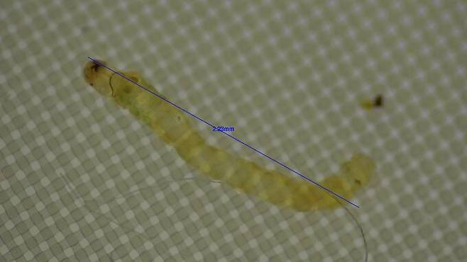 지난 7일 경남 창원 석동정수장의 정수 처리 과정에서 발견된 깔따구 추정 유충. 사진 창원시