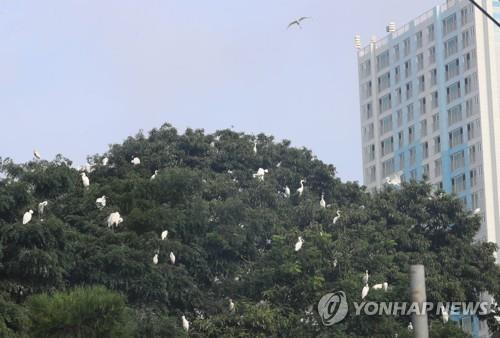 청주 송절동의 백로 서식지 [연합뉴스 자료사진]