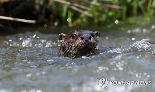 먹이 찾아 나선 수달 (강릉=연합뉴스) 유형재 기자 = 12일 강원 강릉시 남대천에서 천연기념물이자 환경부 멸종위기 야생생물 1급인 수달이 먹이를 찾고 있다. 2022.7.12 yoo21@yna.co.kr