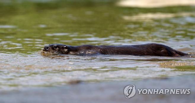 강릉 남대천의 수달 (강릉=연합뉴스) 유형재 기자 = 12일 강원 강릉시 남대천에서 천연기념물이자 환경부 멸종위기 야생생물 1급인 수달이 유영하고 있다. 2022.7.12 yoo21@yna.co.kr