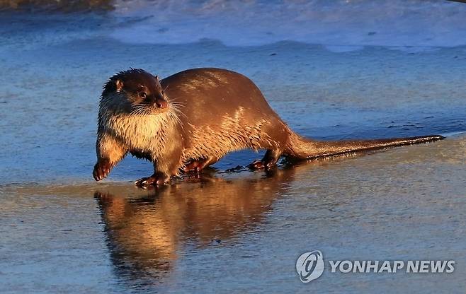 지난 1월에 만난 수달 [연합뉴스 자료사진]