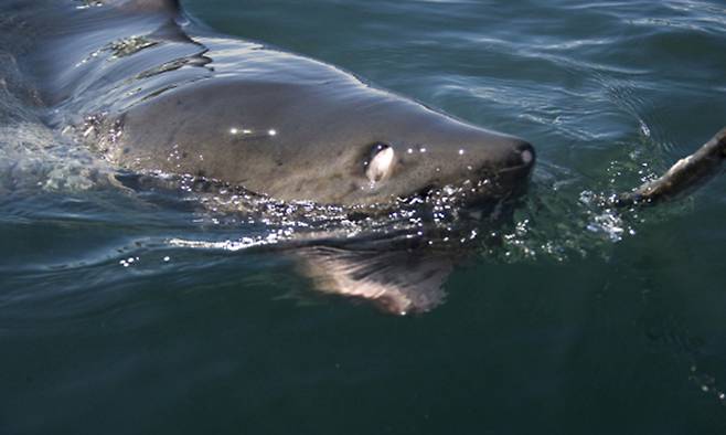 상어. 세계일보 자료사진