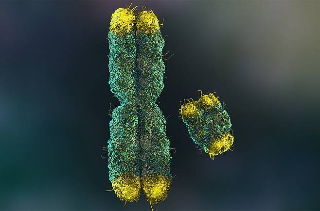 노화로 Y염색체 줄면서 슬픈 남성 - 남성은 성결정 염색체로 알려진 Y염색체(오른쪽)가 나이 먹을수록 줄어들면서 심혈관질환을 비롯해 각종 노화관련 질병에 시달릴 가능성이 높아진다. 남성이 여성보다 수명이 짧은 것도 Y염색체 때문으로 알려져있다.사이언스 제공