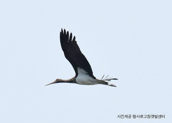 세계자연유산 고창갯벌서 관측된 천연기념물 '먹황새' (고창=연합뉴스) 전북 고창군이 고창갯벌에서 천연기념물이자 멸종위기 야생생물 1급인 먹황새가 관측됐다고 11일 밝혔다.
    먹황새는 1년에 몇 마리만 우리나라를 찾는 것으로 알려진 희귀종으로, 고창갯벌에서 포착된 것은 이번이 처음이다. 사진은 먹황새. 2022.7.11 [람사르고창갯벌센터 제공. 재판매 및 DB 금지] photo@yna.co.kr