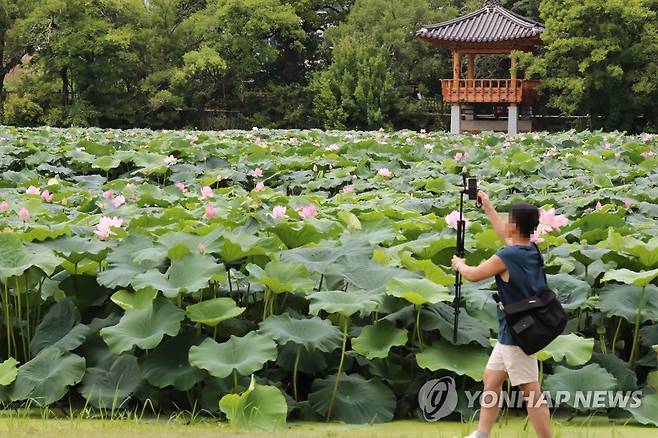 연꽃 활짝 핀 덕진공원 산책 (전주=연합뉴스) 나보배 기자 = 17일 오후 전북 전주시 덕진구 덕진공원을 찾은 시민이 활짝 핀 연꽃을 휴대전화에 담고 있다. 2022.7.17 warm@yna.co.kr