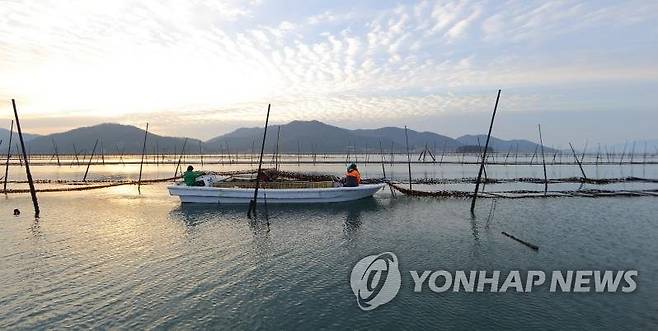 김 양식어업 [연합뉴스 자료사진]