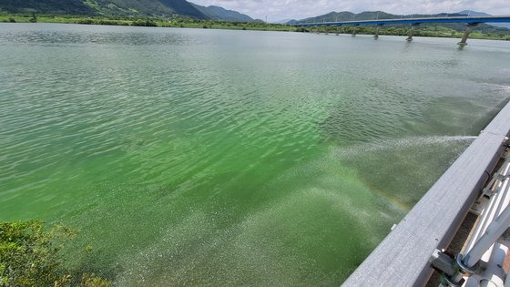 14일 오후 경남 창원시 의창구 북면 낙동강 본포취수장에 녹조가 확산하고 있다. 올 여름 낙동강에서는 녹조가 빈발하고 있고, 이곳 본포취수장에서 취수해서 창원 석동정수장에서 만든 수돗물에서는 깔따구 유충이 발견됐다. 연합뉴스 [창원물생명시민연대 제공]