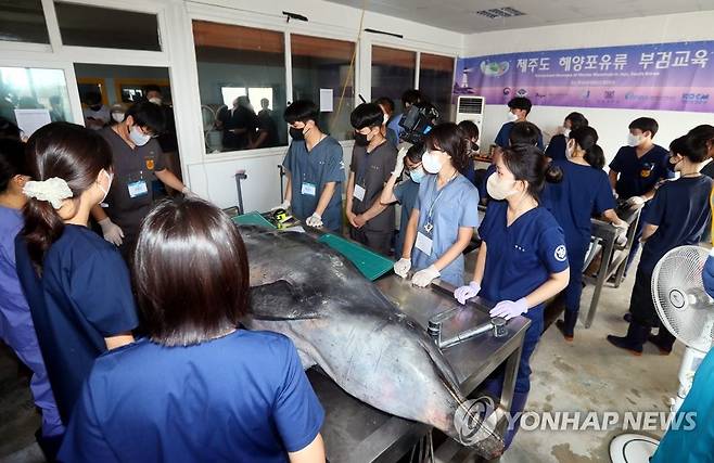 제주 해역 돌고래 폐사 원인은 (제주=연합뉴스) 전지혜 기자 = 19일 제주시 한림읍 한국수산자원공단 제주본부에서 제주대와 서울대가 주관하는 해양포유류 부검 교육이 이뤄지고 있다. 이번 교육에는 전국 8개 대학 수의대 학생 26명과 다양한 기관의 연구원 등이 참여했다. 2022.7.19 atoz@yna.co.kr