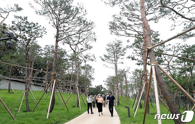 20일 서울 종로구 와룡동 율곡로 터널 상부에서 '창경궁-종묘 연결 역사복원사업' 프레스 투어가 열린 가운데 취재진들이 담장길 소나무숲을 둘러보고 있다. (공동취재) 2022.7.20/뉴스1 © News1 송원영 기자