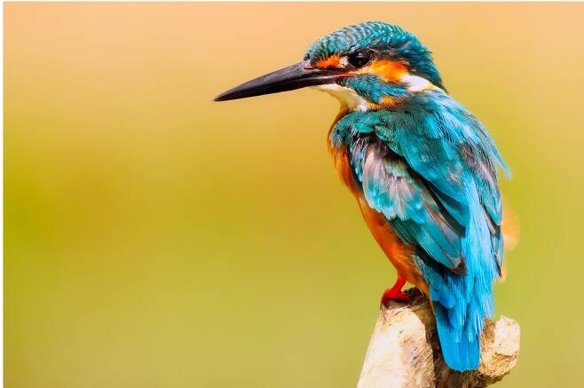 총천여색 깃털을 뽐내는 물총새가 횃대에 앉아서 먹잇감을 응시하고 있다.  /영국 크랜브룩 타운 의회