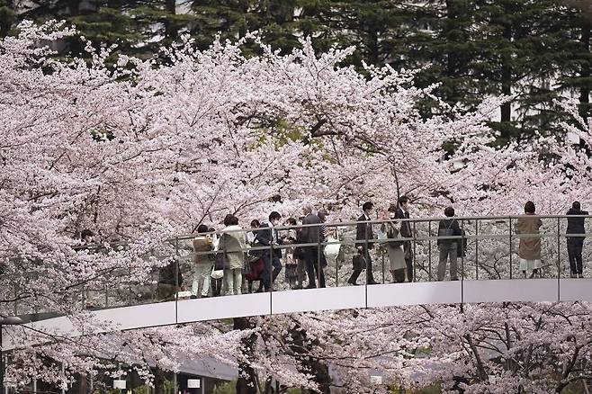 지난 3월 31일 일본 도쿄의 롯폰기 지구 육교에서 상춘객들이 만개한 벚꽃을 감상하고 있다. 일본 곳곳이 벚꽃놀이 인파로 붐벼 코로나19 재확산 조짐을 보이면서 방역 당국이 고심하는 것으로 알려졌다. /사진=도쿄=AP/뉴시스