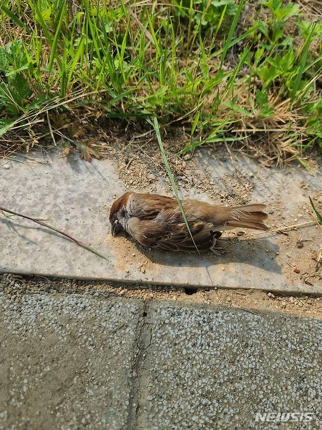 종합운동장 버스정류장 투명 유리에 부딪혀 죽은 새의 모습. (사진=독자제공)