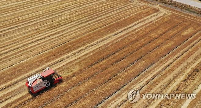 보리 수확의 계절 [연합뉴스 자료사진]