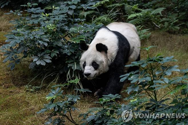 홍콩 오션파크에 살던 판다 '안안'  [EPA 연합뉴스 자료사진]