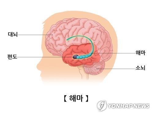 뇌의 기억 중추 해마 [출처: 서울아산병원]