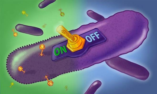 세균의 레트론 '자폭 스위치' [유럽 분자 생물학 연구소 Creative Team. 재판매 및 DB 금지]