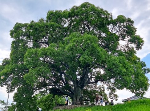 경남 창원 동부마을에 있는 팽나무. [창원시 공식 블로그 캡처]