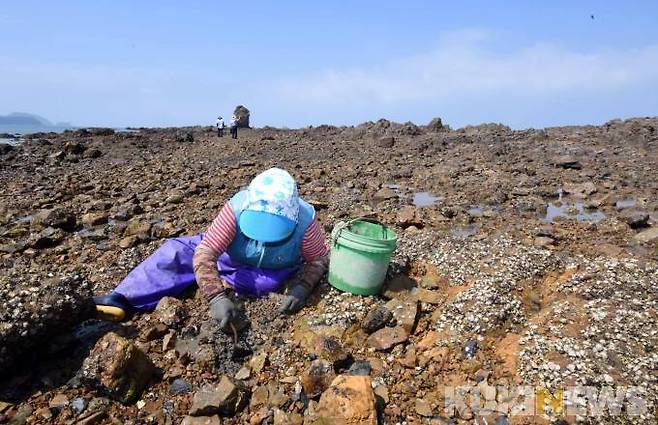 바지락을 캐고 있는 고대도 주민/ 7월말까지 금어기여서 마을 주민들은 자신들이 먹을 양만큼 조금만 캔다.