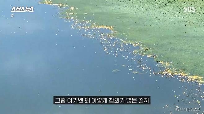 낙동강에 떠다니는 참외들. 대구환경운동연합 제공. SBS 캡처